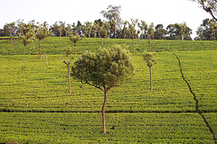 tea garden with silver oak trees